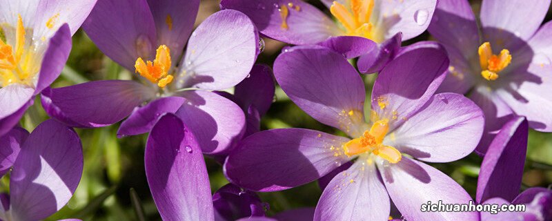 藏红花怎么养殖方法 藏红花怎么养殖