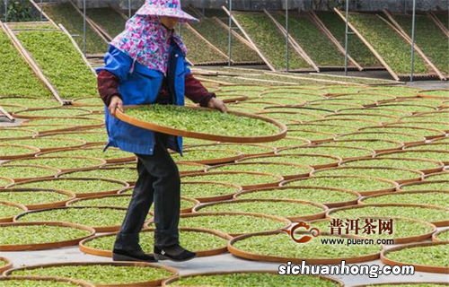 新工艺的白茶引入什么工艺