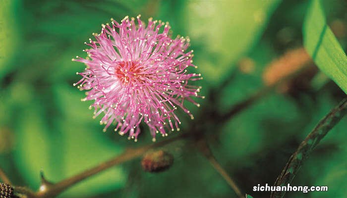 含羞草特性介绍 含羞草特性