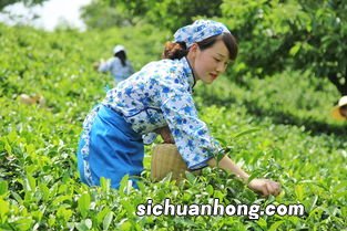 毛尖茶不打农药为什么有农药残留