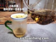 白茶什么泡茶