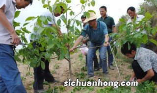 核桃树什么季节修剪 核桃树什么季节修剪不流泪