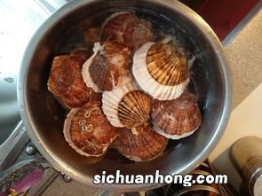 白水煮七彩贝多久