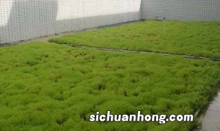 佛甲草什么季节修剪 佛甲草什么时候修剪