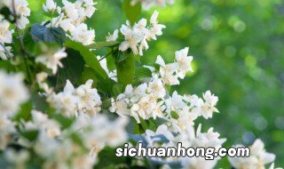 茉莉花哪个季节修剪 茉莉花什么季节修剪