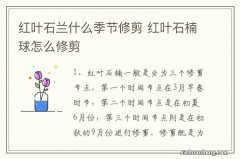 红叶石兰什么季节修剪 红叶石楠球怎么修剪