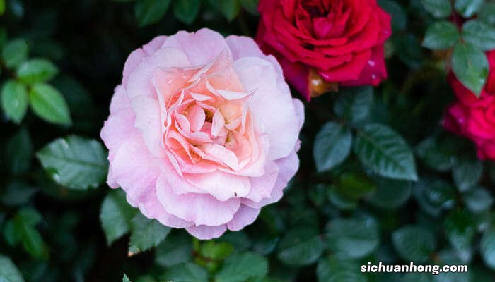 中国的国花到底是什么花呢 中国的国花到底是什么花