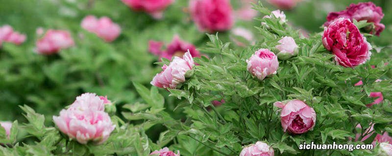 中国的国花到底是什么花呢 中国的国花到底是什么花