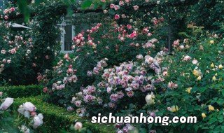 单位门前放什么植物招财，大门口应放什么植物招财