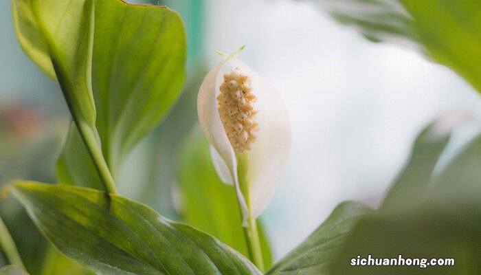 天然加湿器的植物是什么植物 天然加湿器的植物是什么