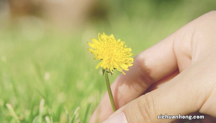 花的开放四个过程 花朵的变化过程