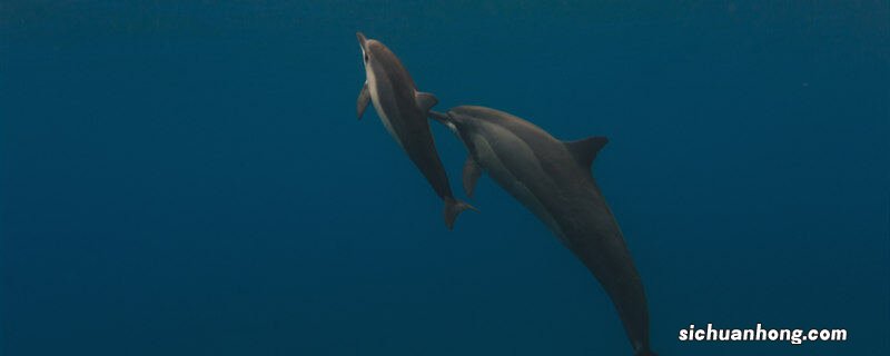 海豚有多少种类 海豚有多少种