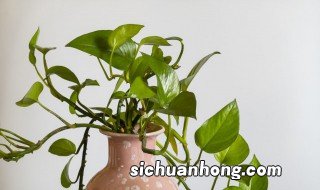 家中水盆放什么植物招财好 家中水盆放什么植物招财