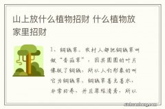 山上放什么植物招财 什么植物放家里招财