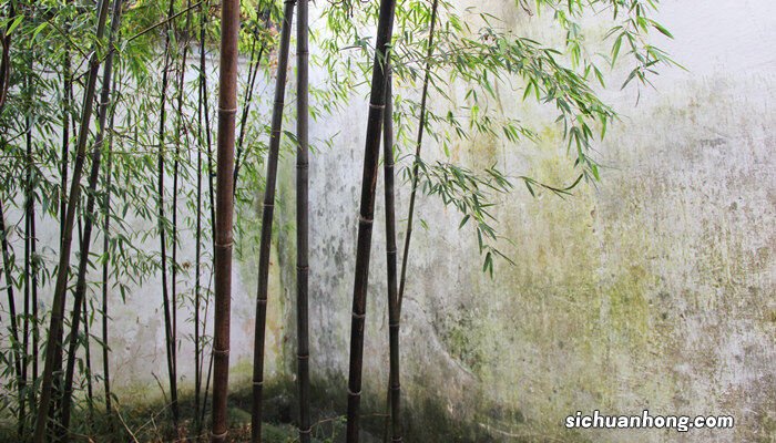 十一月份种树能活了吗 十一月种竹子能活吗