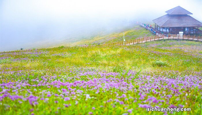 韭菜长白了是怎么回事还能吃吗 韭菜长白了是怎么回事