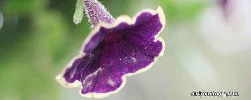 牵牛花早上开放晚上闭合为什么