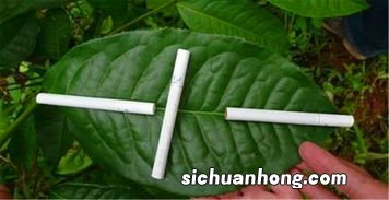 云南大叶种有什么特征