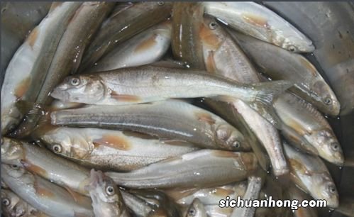 裸斑鱼有什么营养价值