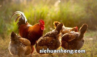 孕妇梦到鸡是什么意思 孕妈梦见鸡