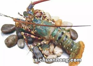 龙虾是什么种类