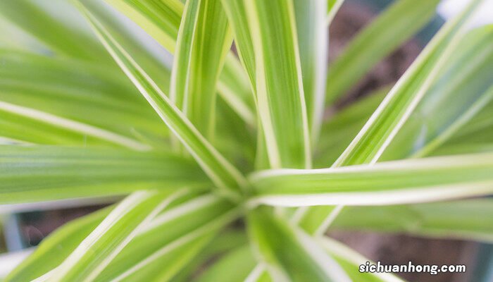 去除甲醛的绿植有哪些?新青藤 去除甲醛的绿植有哪些?