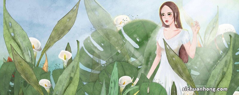 滴水观音植物能放在家里吗 滴水观音植物有毒吗