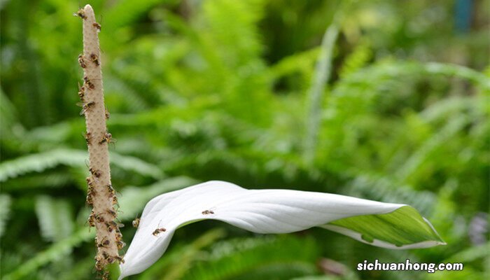 白掌水培怎么养才能更旺盛 白掌水培怎么养