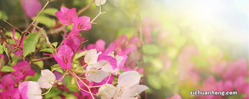 皋月杜鹃耐寒吗 皋月杜鹃耐寒多少度