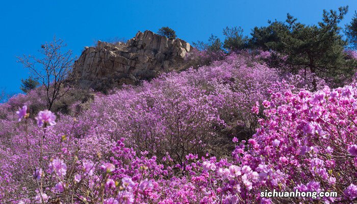 皋月杜鹃耐寒吗 皋月杜鹃耐寒多少度