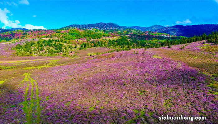 皋月杜鹃耐寒吗 皋月杜鹃耐寒多少度