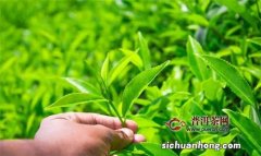 各种绿茶都是什么季节采摘