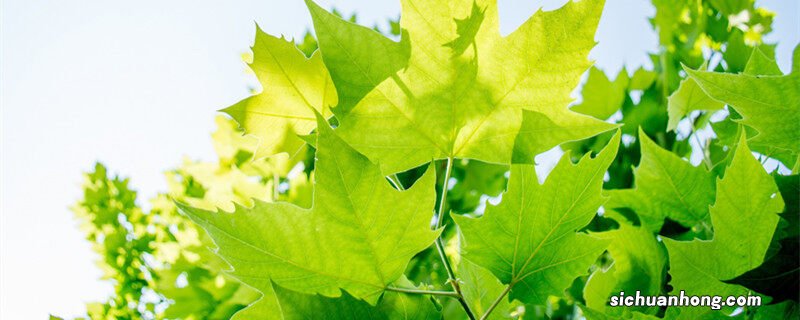 梧桐树和枫树的区别与图片 梧桐和枫树一样吗