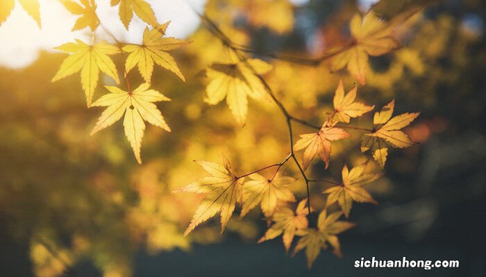 梧桐树和枫树的区别与图片 梧桐和枫树一样吗