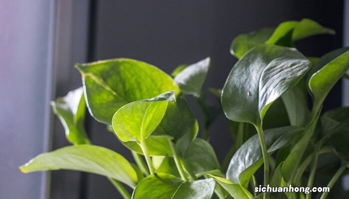 绿萝黄叶是什么原因怎么处理视频 绿萝黄叶是什么原因怎么处理