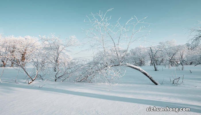 涂白剂配方比例 树木涂白剂配方
