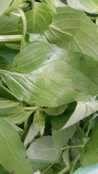 荆菜荆菜是什么菜