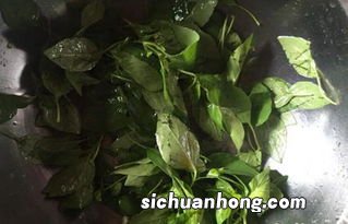 荆菜荆菜是什么菜