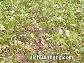 黑豆开花后多久结果
