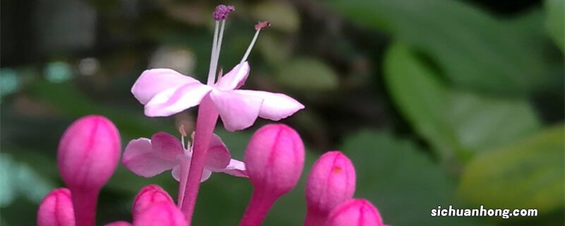 仙客来三大忌讳 仙客来花的种植方法