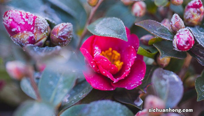 山茶花是什么颜色 山茶花是什么