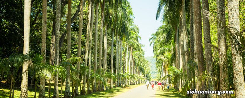 桉树长什么样子图片 桉树长什么样