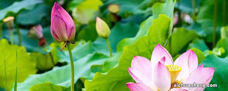 夏天有什么植物生长迅速 夏天有什么植物生长