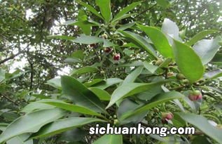 八角籽有什么功效