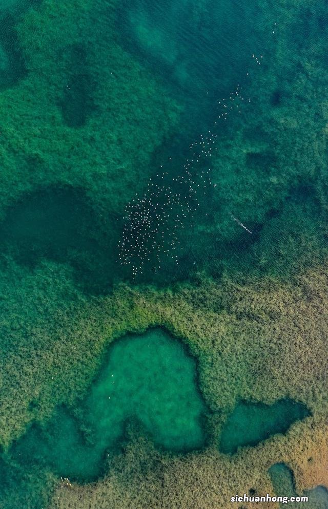 美到极致!阿里,绘在大地上的艺术画卷