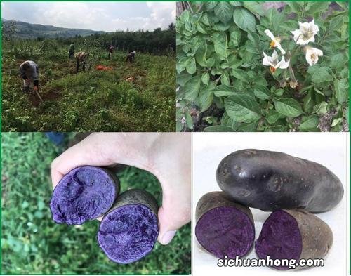 巴塘,这个藏在甘孜州西部的小城,究竟还有多少惊喜