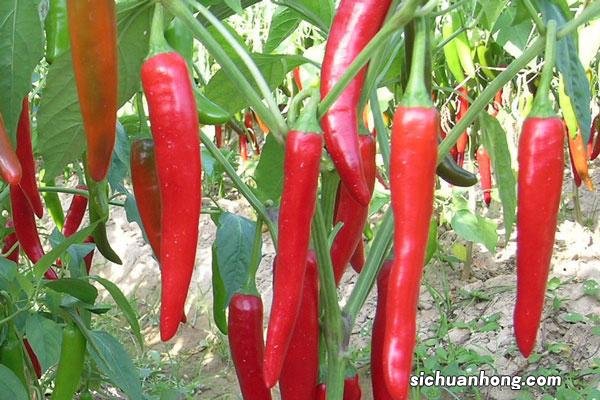 巴塘,这个藏在甘孜州西部的小城,究竟还有多少惊喜