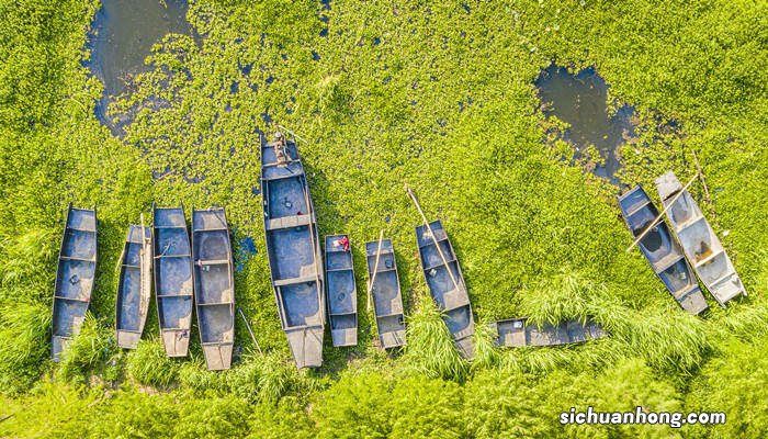 光合自养植物最小生长周期 光合自养植物最小