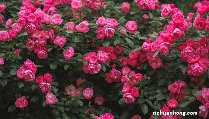 月季花的花期是几月到几月 月季花的花期