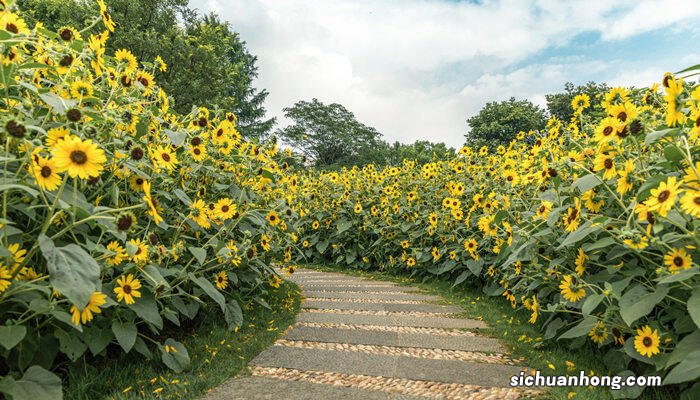 向日葵的花语是什么? 向日葵的花语是什么